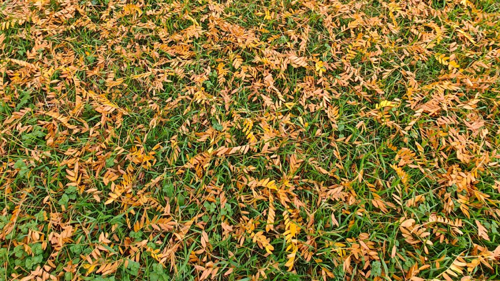 Leaves in Fall in Lubbock, Texas