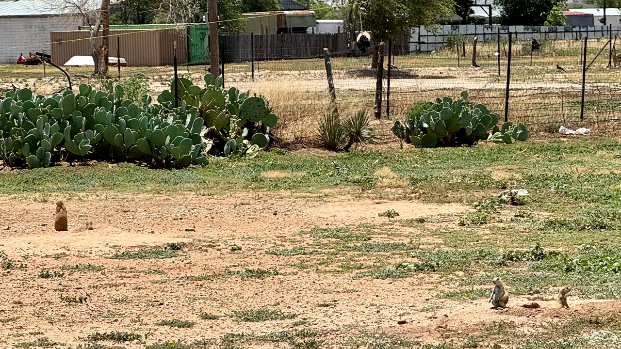 Prairie Dogs in South Lubbock