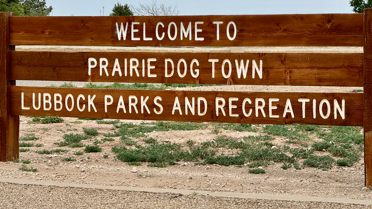 Prairie Dog Town in Lubbock, Texas