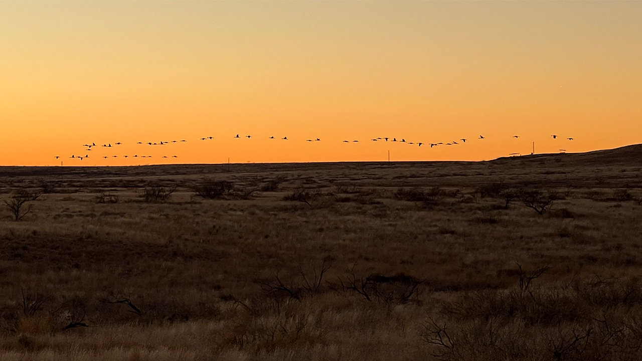 Near Muleshoe, Texas 