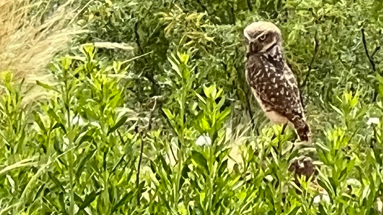 Burrowing owl near Lubbock, Texas