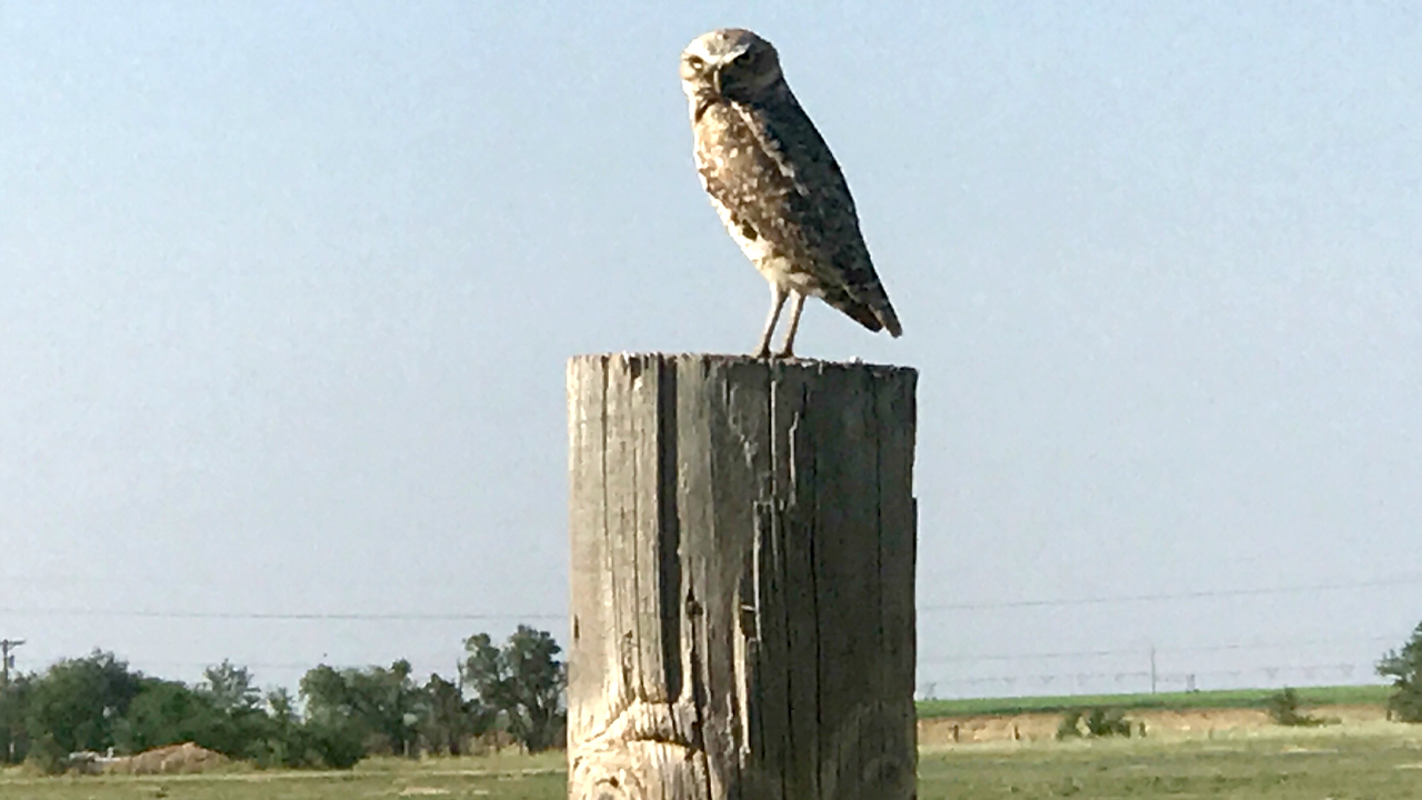 City got ‘mulligan’ from feds on protected burrowing owls, but local conservation group and city disagree on how to go forward