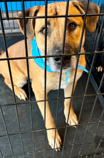 Dog adoption event in Lubbock, Texas