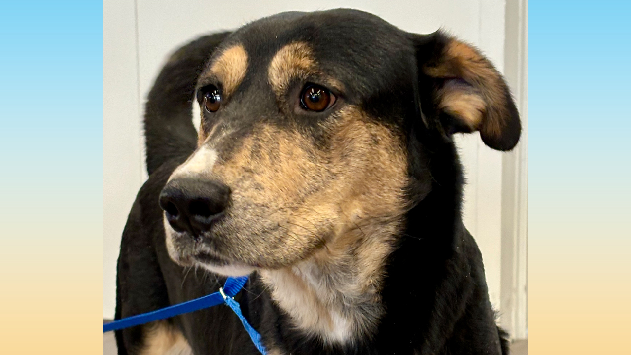 Lubbock’s serious problem with stray dogs sparks successful dog adoption event