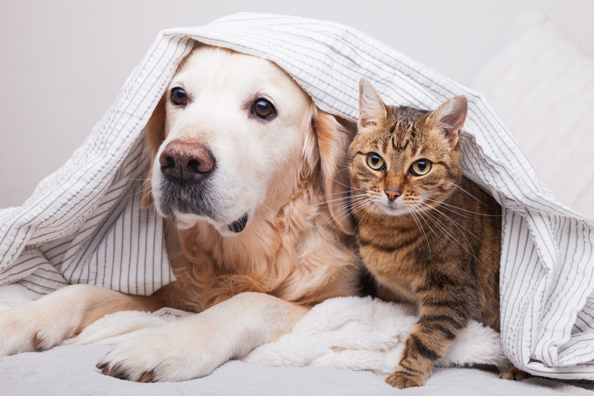 dog and cat, shutterstock image