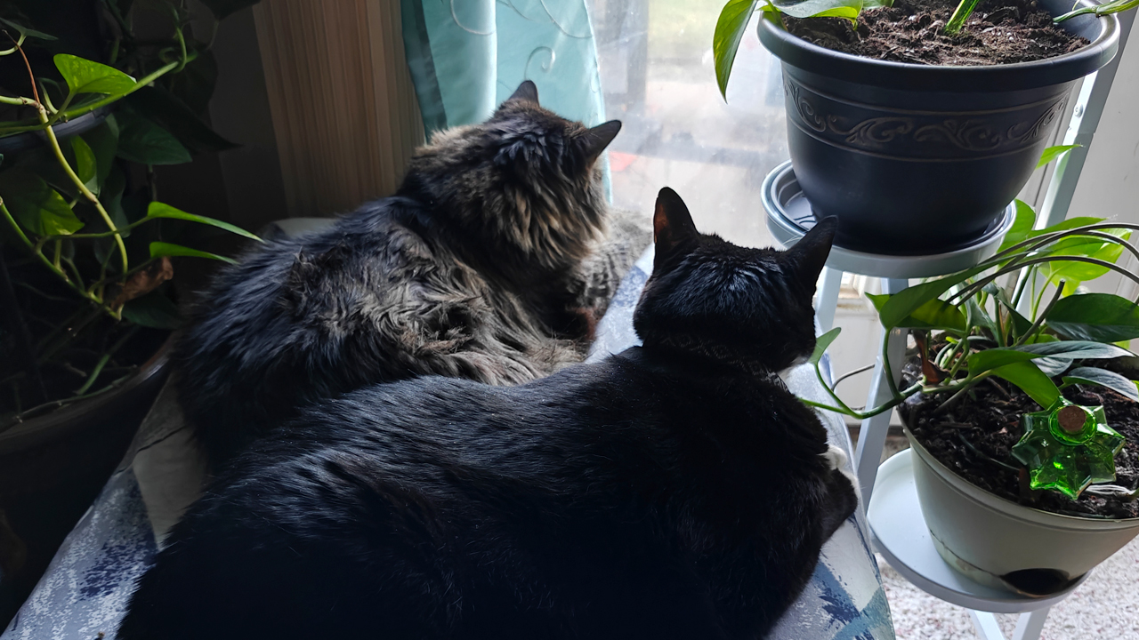 two cats in Lubbock, Texas